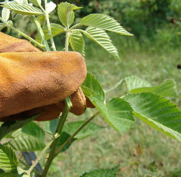 A person wearing gloves breaks off the tip of a plant.